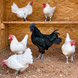Lone Star Layers Zombie chicken breeding pen